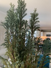 Chamaecyparis obtusa