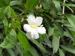 Bignonia potosina