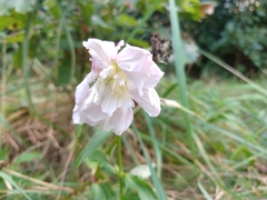 Saponaria officinalis