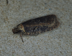 Agonopterix argillacea