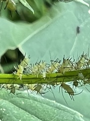 Macrosiphum rosae