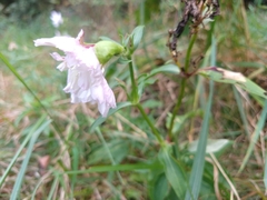 Saponaria officinalis