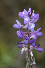 Lupinus heptaphyllus