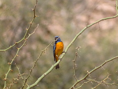 Rauenia bonariensis