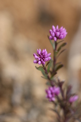 Polygala brasiliensis