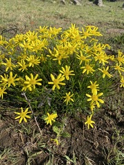 Euryops laxus
