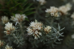 Chionolaena capitata