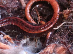 Plethodon vehiculum