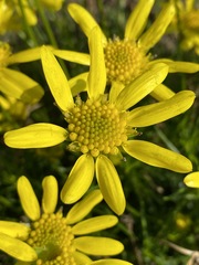 Euryops laxus