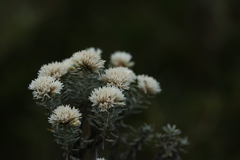 Chionolaena capitata