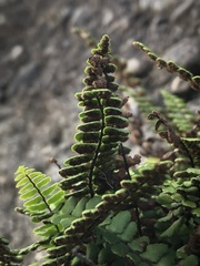 Asplenium trichomanes