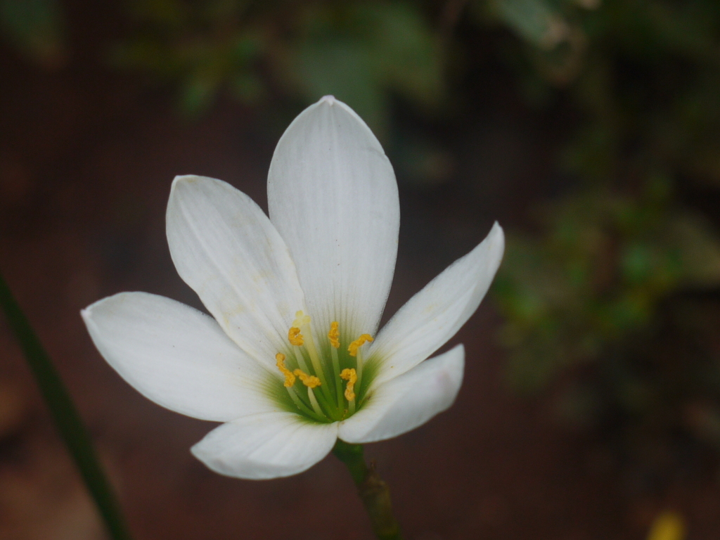 Зефірантес — Zephyranthes candida