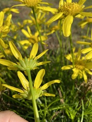 Euryops laxus