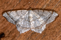 Macaria bisignata