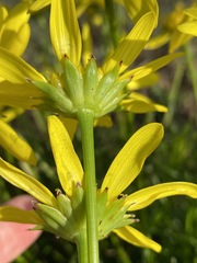 Euryops laxus
