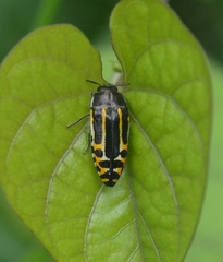 Acmaeodera scalaris