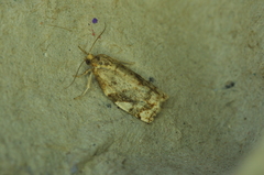 Archips argyrospila