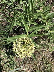 Asclepias viridis