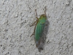 Cicadella viridis
