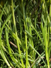 Euryops laxus