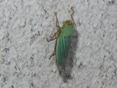 Cicadella viridis