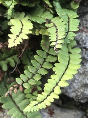 Asplenium trichomanes