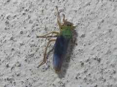 Cicadella viridis