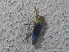 Cicadella viridis