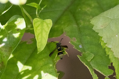 Euodynerus foraminatus