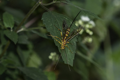 Megarhyssa greenei