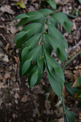 Ruscus hypoglossum