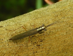 Mantoida maya