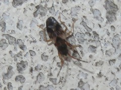 Scolopostethus affinis