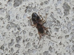Scolopostethus affinis