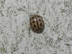 Tytthaspis sedecimpunctata