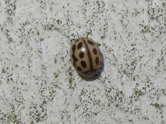 Tytthaspis sedecimpunctata