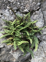 Asplenium trichomanes