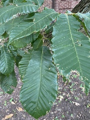 Castanea mollissima