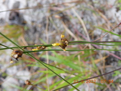 Xyris difformis
