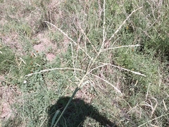 Leptochloa dubia