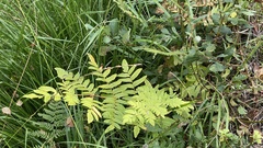 Osmunda regalis