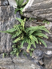 Asplenium trichomanes