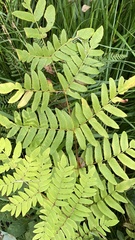 Osmunda regalis