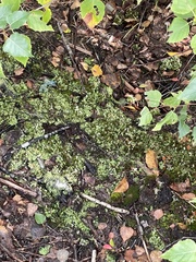 Mniaceae
