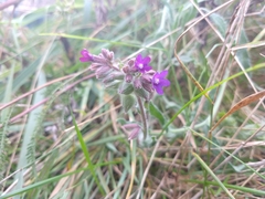Anchusa officinalis
