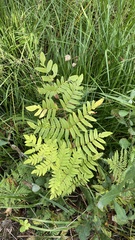 Osmunda regalis