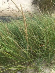 Ammophila breviligulata