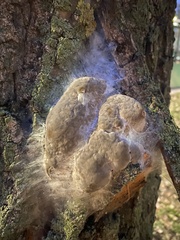 Phellinus pomaceus