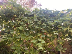 Vitis californica