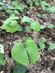 Jeffersonia diphylla